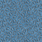 Horse Shoes on denim blue