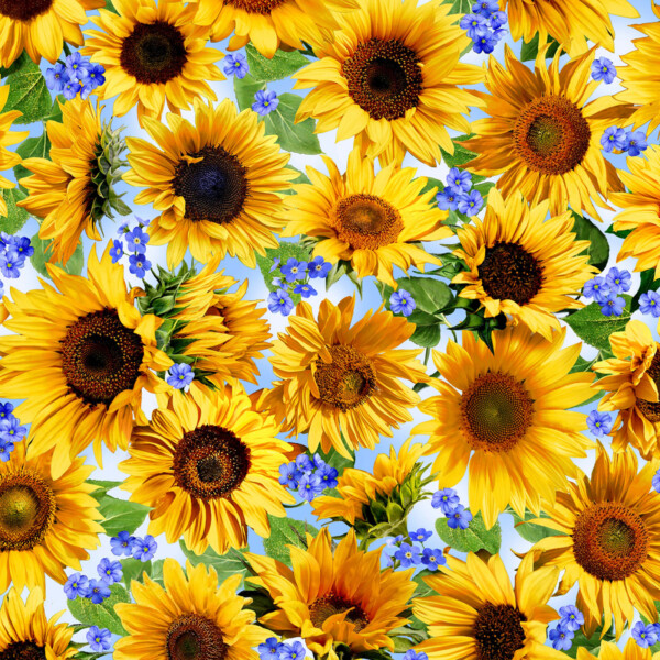 Sunny Sunflower Meadow